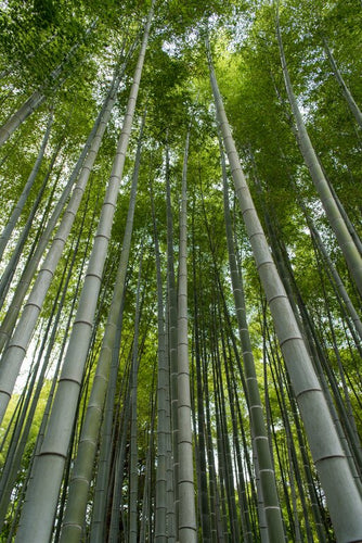 Wanting to Switch to Bamboo Products? Here are your Top Reasons!